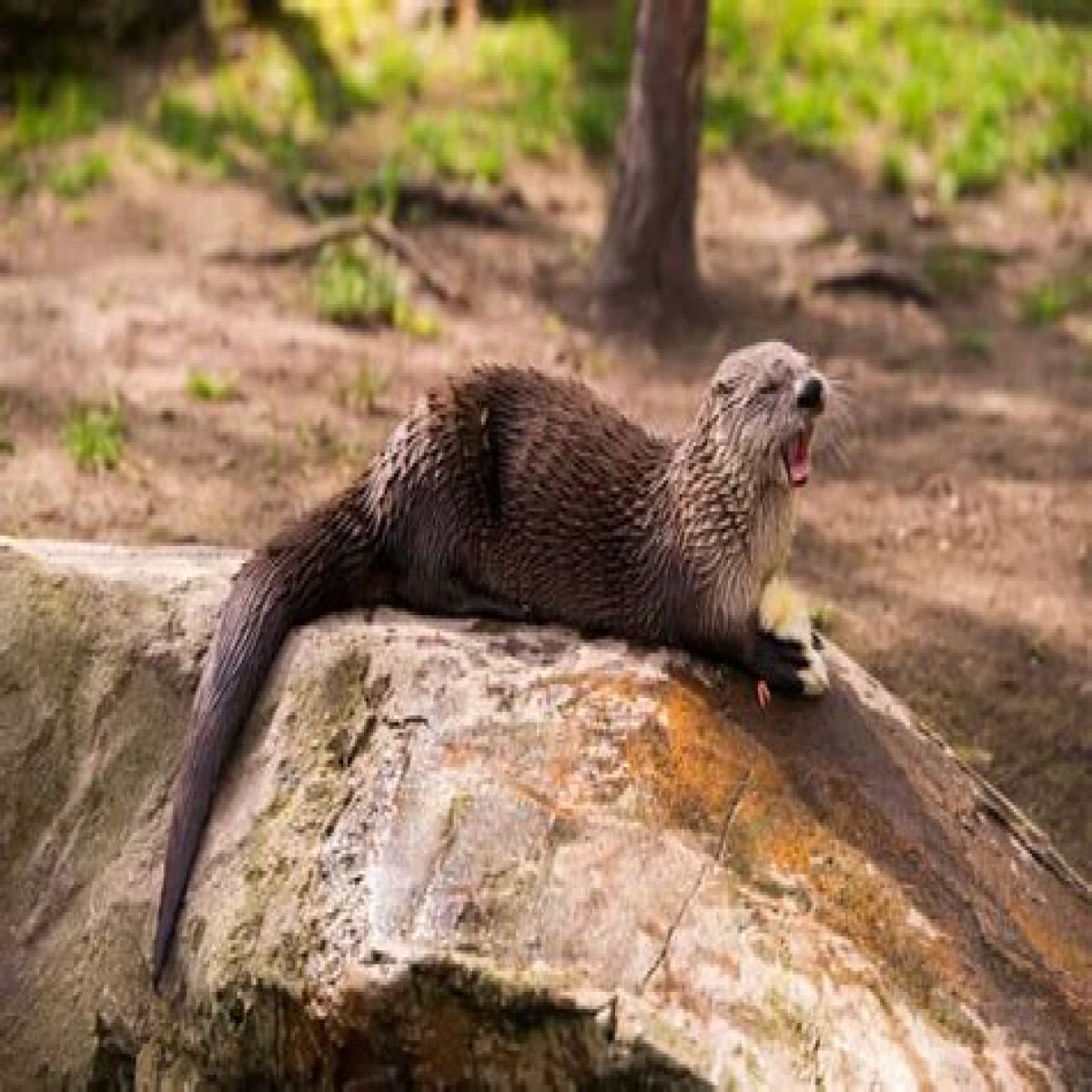 10 Terrifying And Deadly Predators You've Never Heard Of
