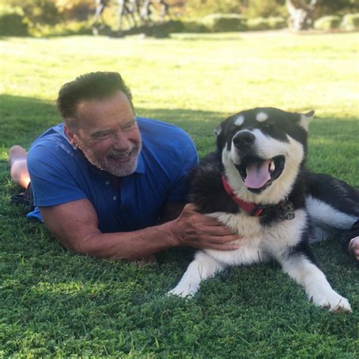 Arnold Schwarzenegger Pets - Celebrity Pets