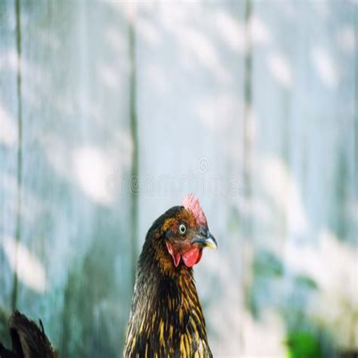 Barnyard birds that cluck