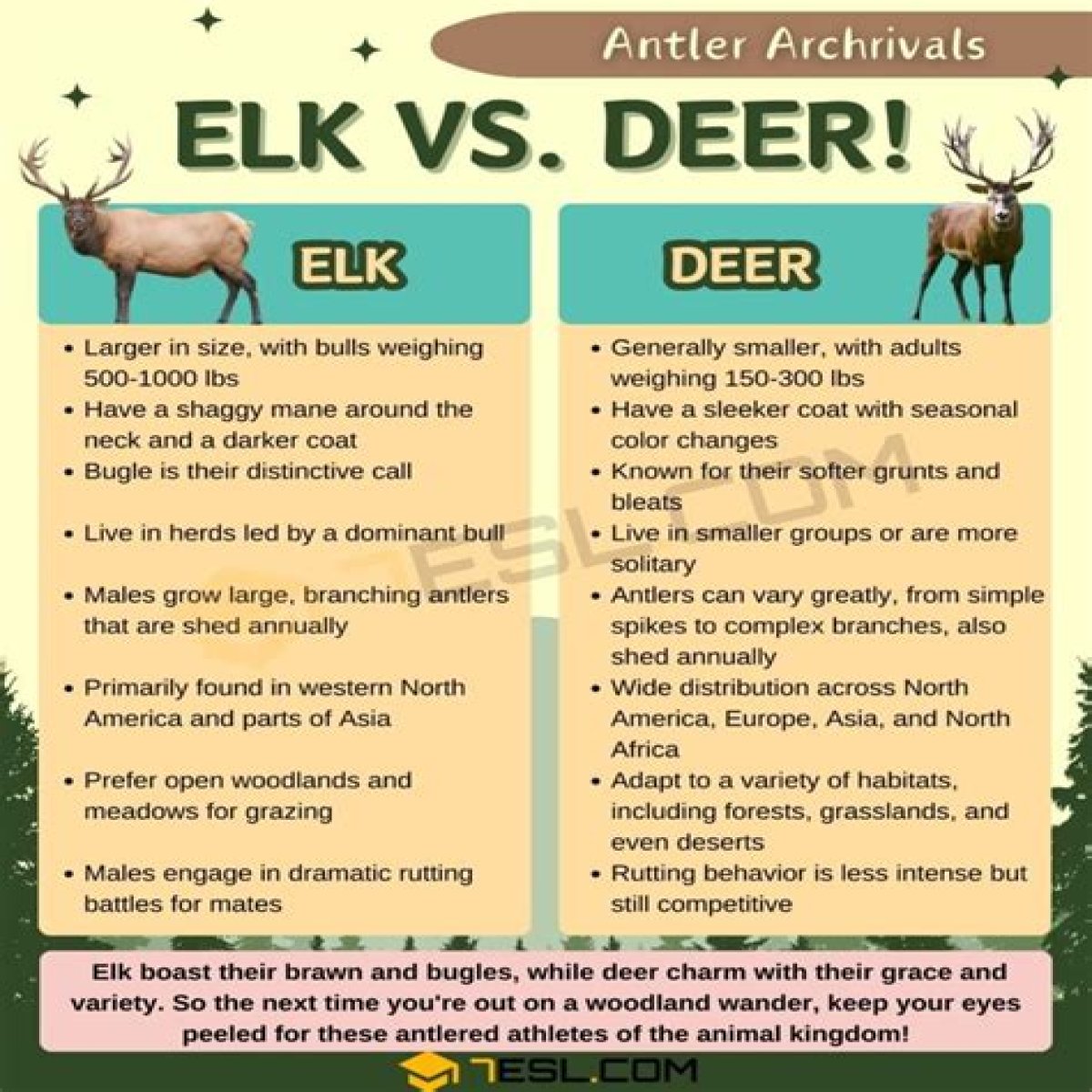 Buck or bull for example
