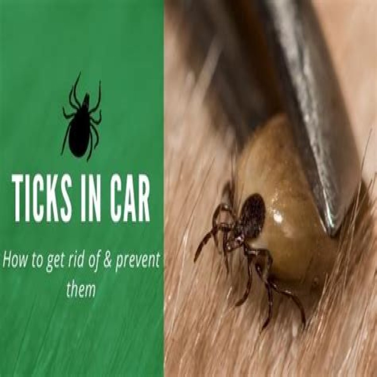 Can ticks live in your car?