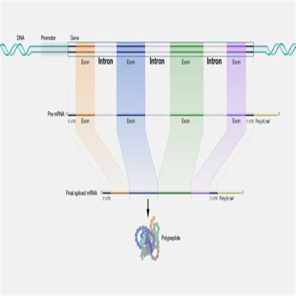 Does cDNA have introns?