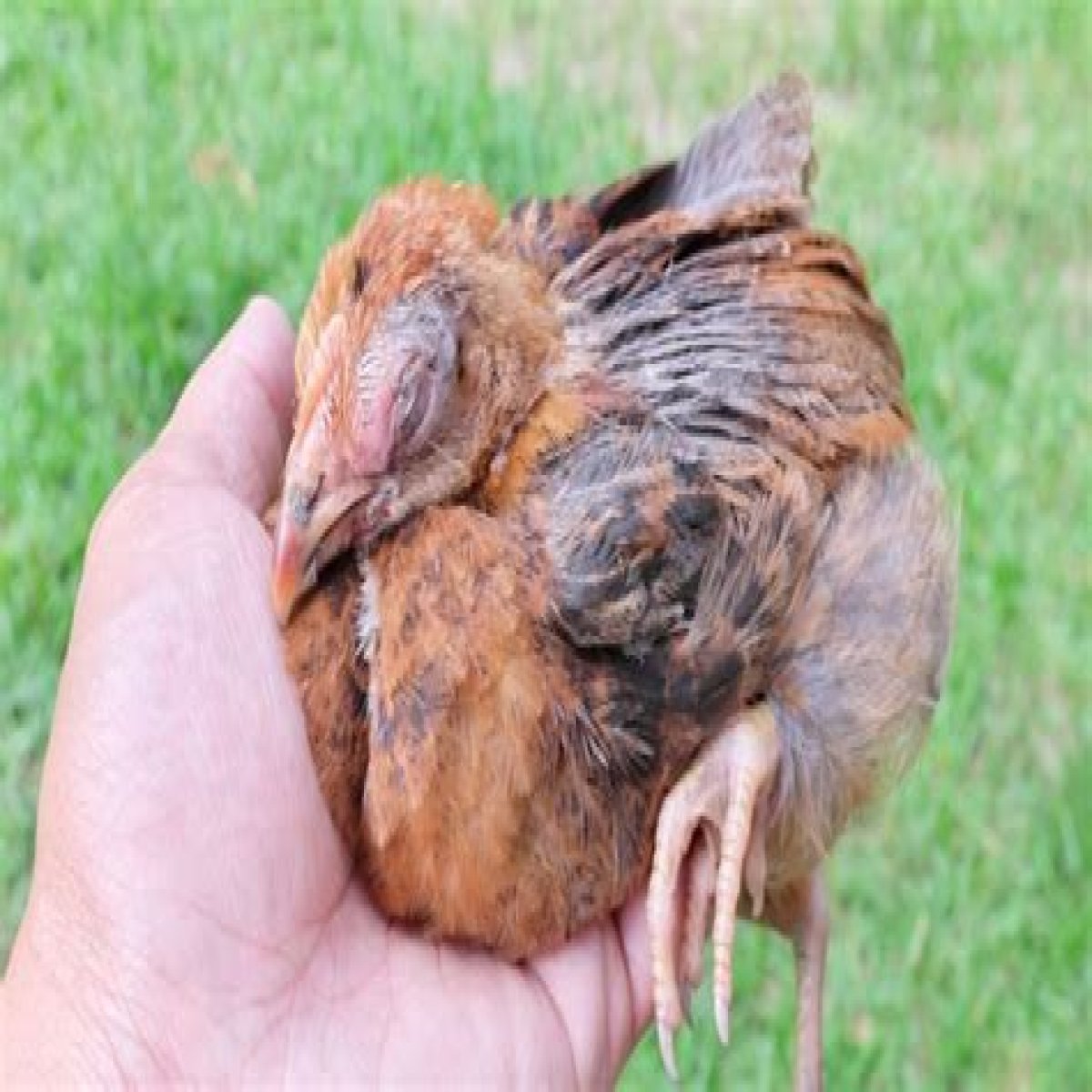 Fowl Cholera And Infectious Coryza in Backyard Flocks