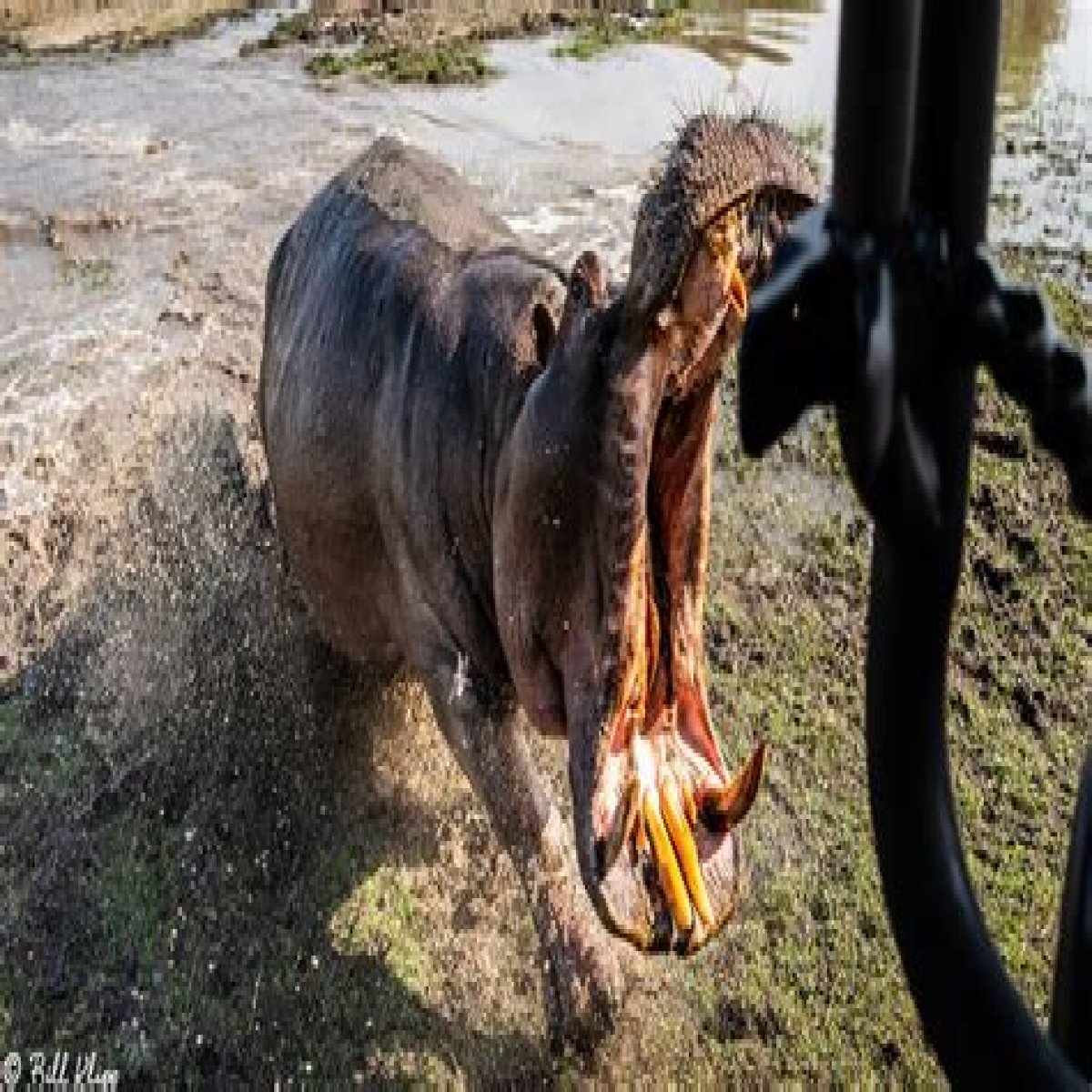 Hippo Attacks And The Perils Of Nature