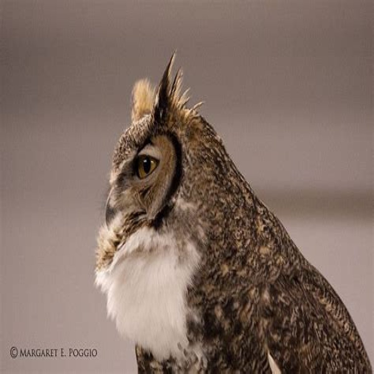 Hooting bird of prey