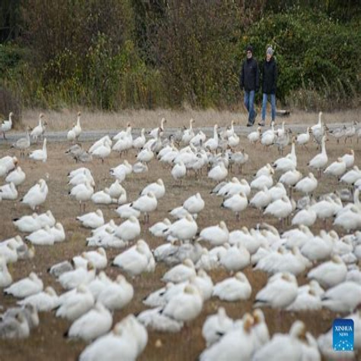 In pics: snow geese at Steveston Village in Richmond, Canada - Xinhua