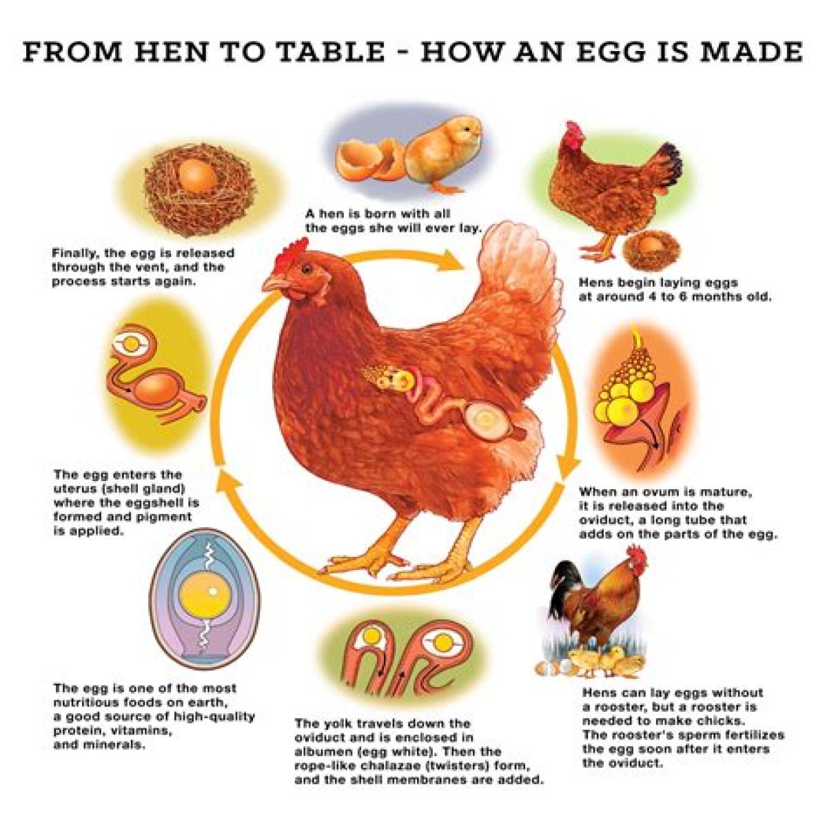 Make eggs like a hen