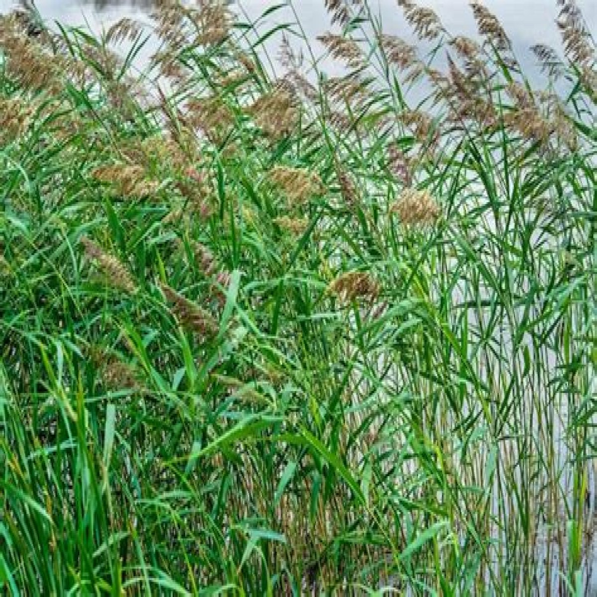Marsh plants with long stalks