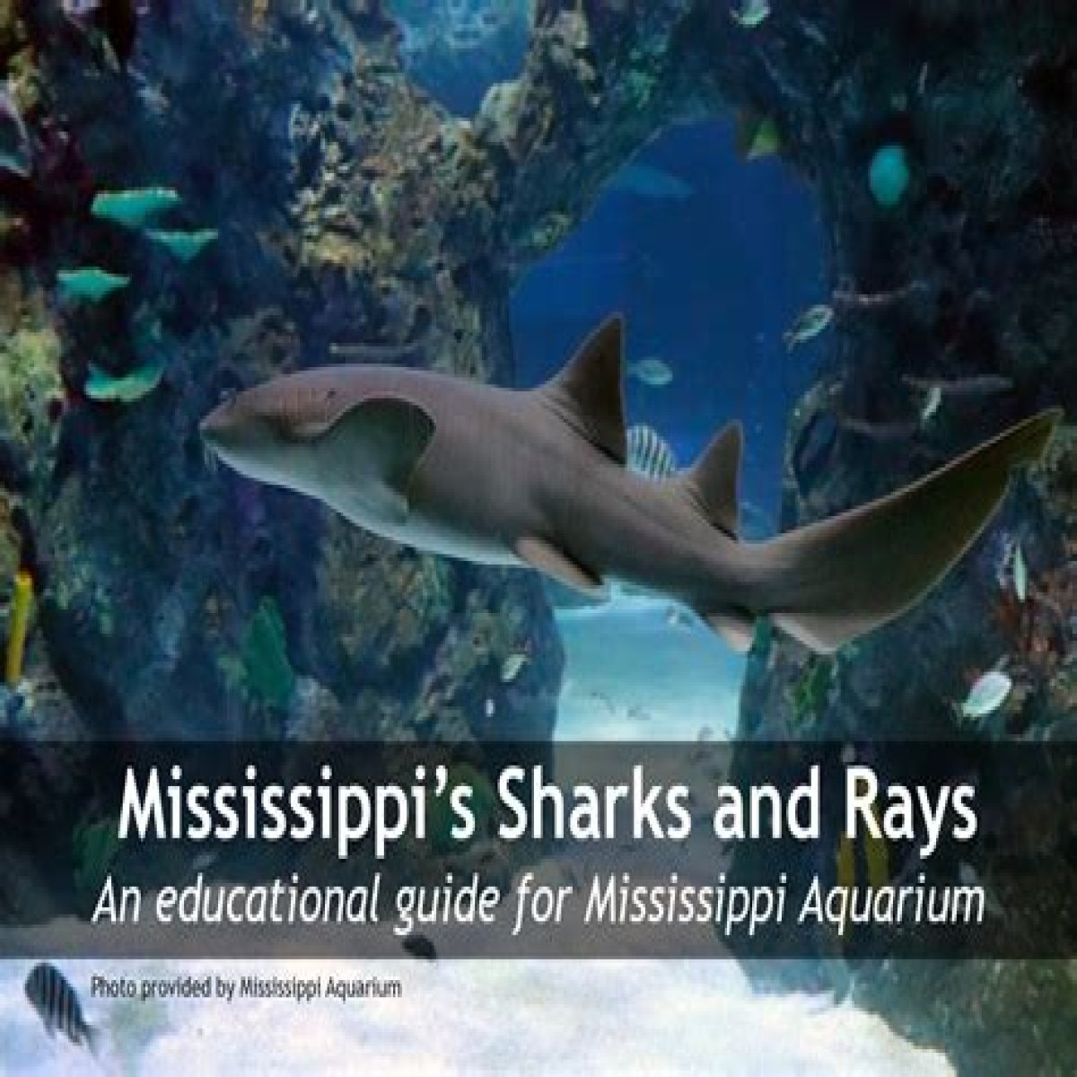 Mississippi’s Sharks and Rays | Mississippi State University Extension Service