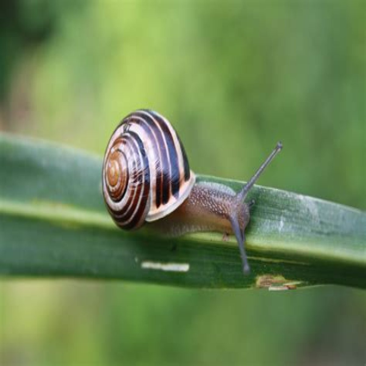 Moving ___ snail's pace: 2 wds.