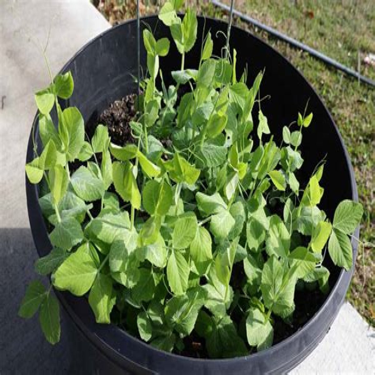 Natural container for peas