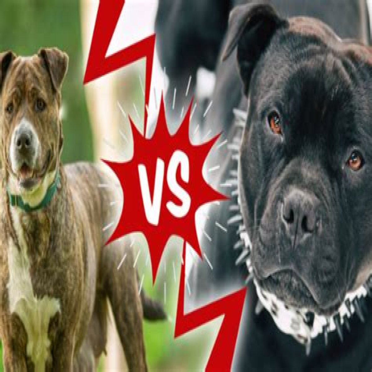 Pitbull Ethnicity: Unraveling The Roots Of A Beloved Breed