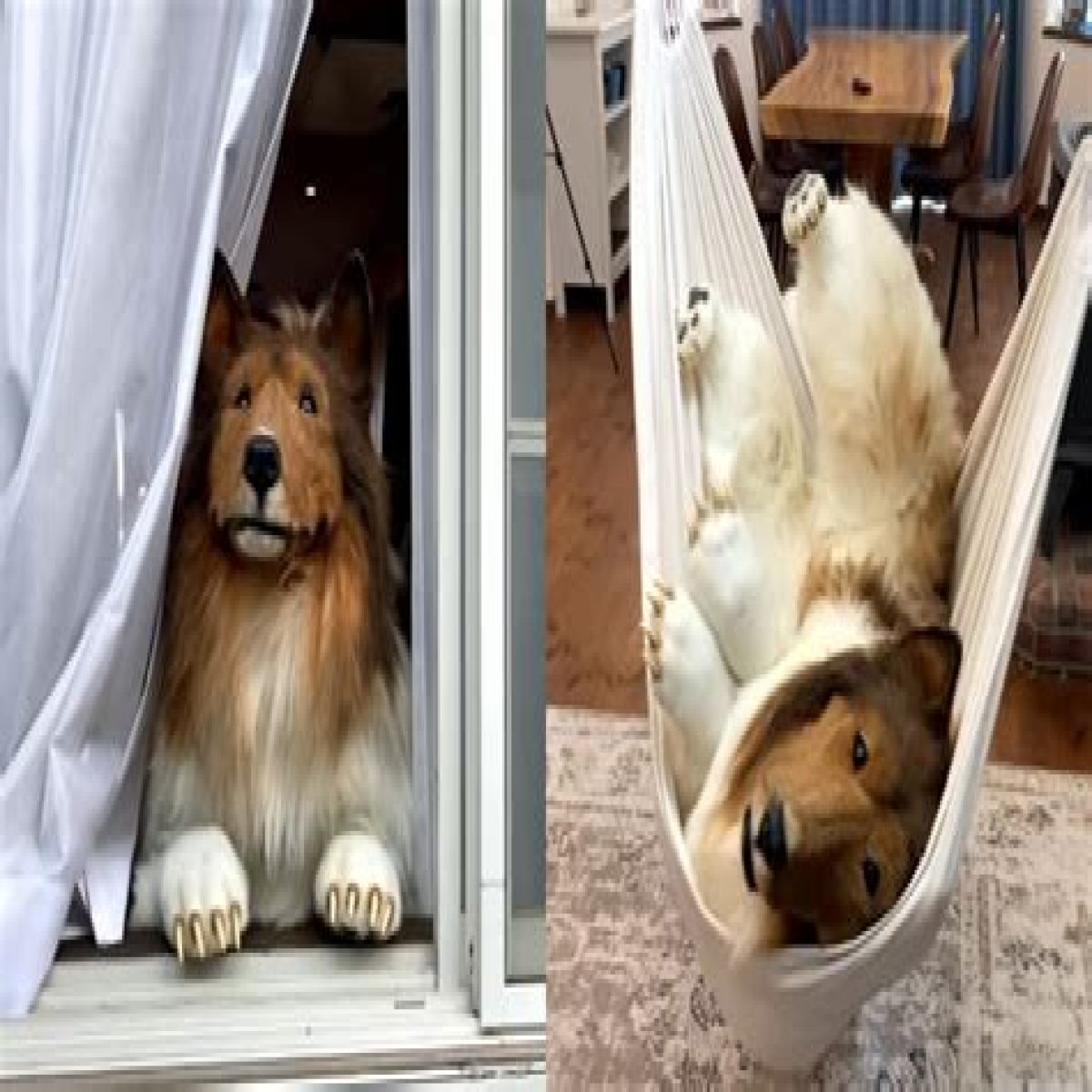 Think you love dogs? This man spent $16K to become one