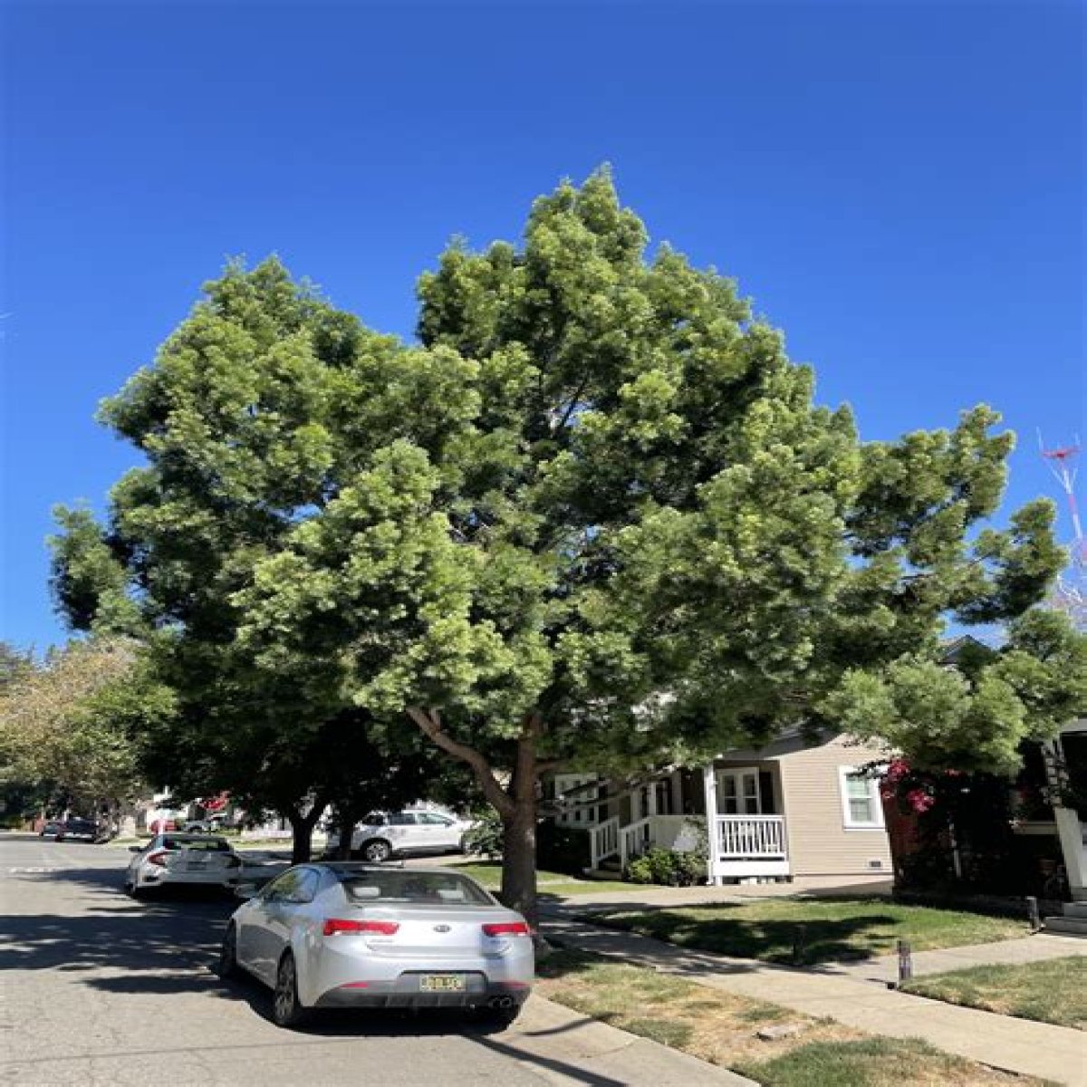 Tree commonly seen beside New England avenues