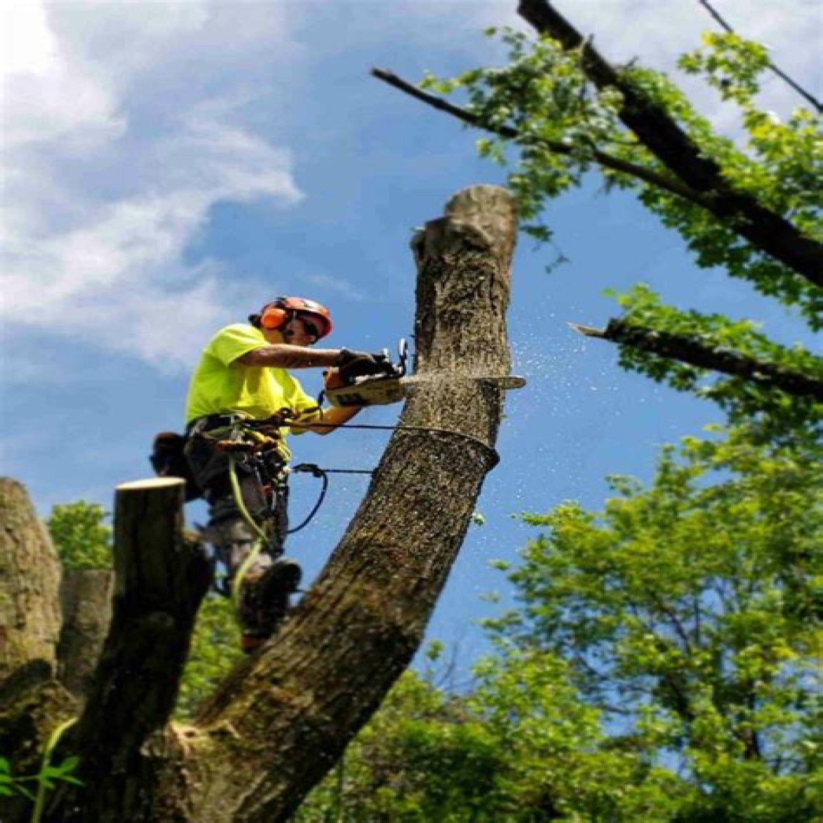 Tree Removal in De Witt IA