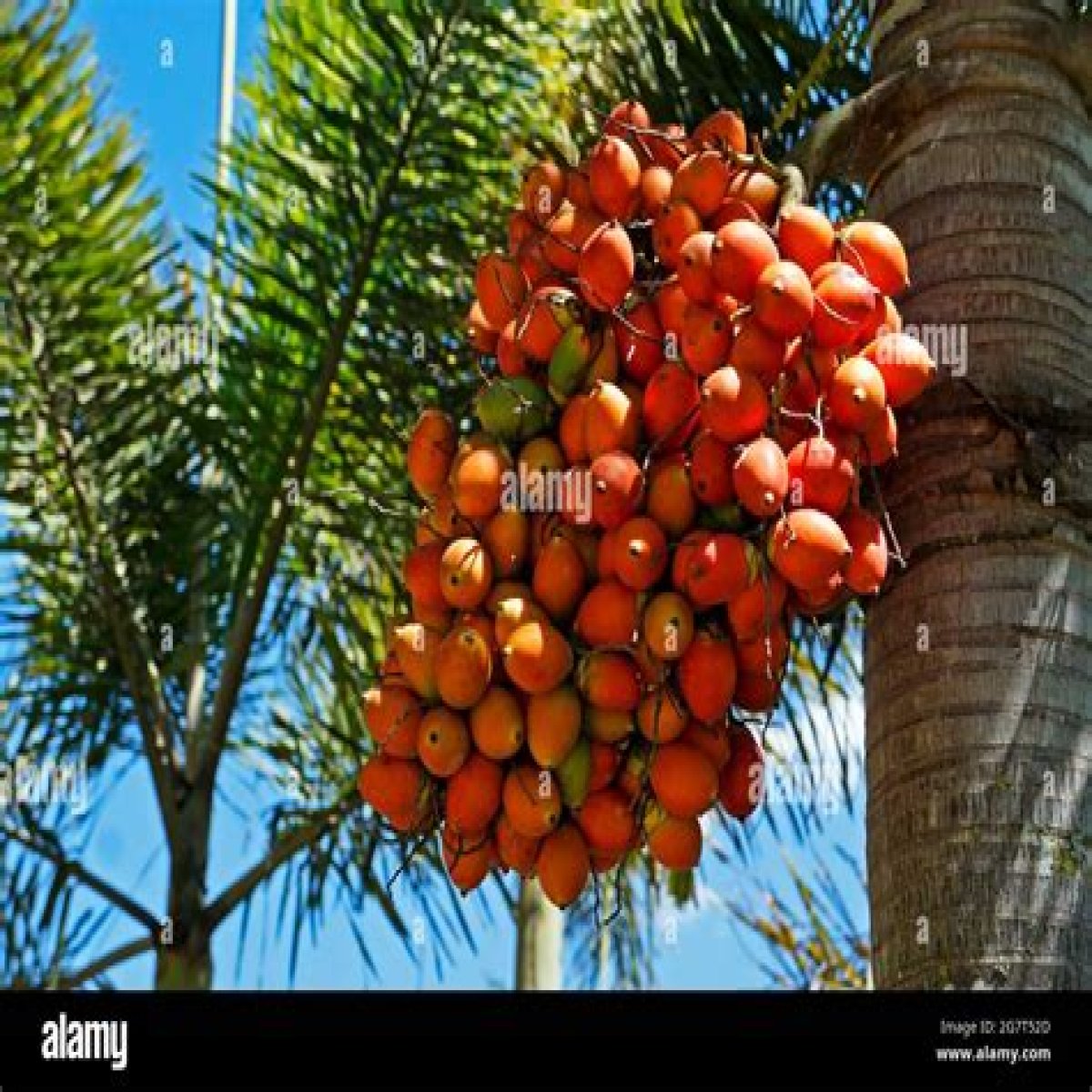 What are the orange balls on palm trees?