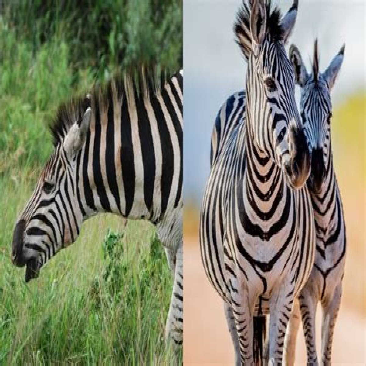What does a zebra sound like?
